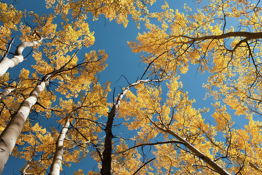 Aspen Trees In Fall Photograph