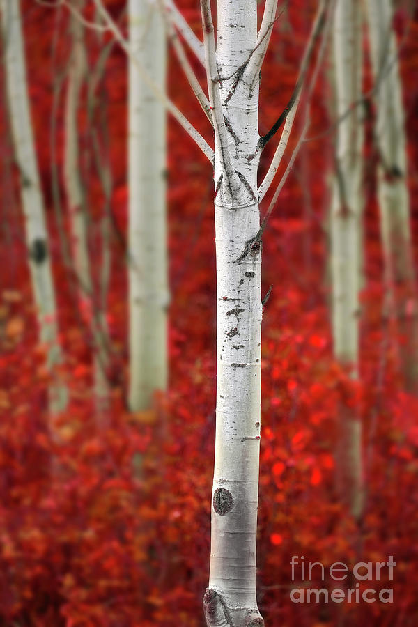 Aspen Trees in Fall with Colors Lush Forest Birch Red Maples Photograph by Lane Erickson