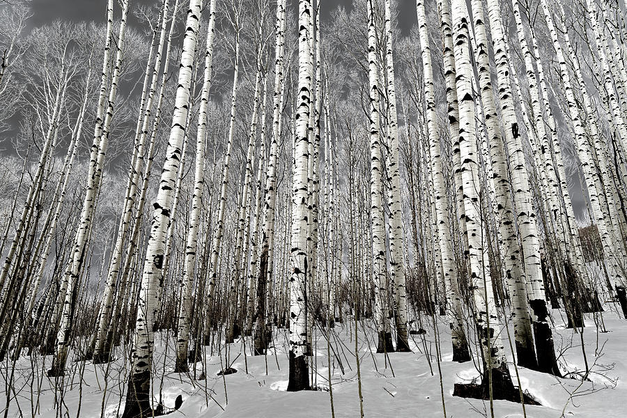 Aspen Trees In Winter Photograph