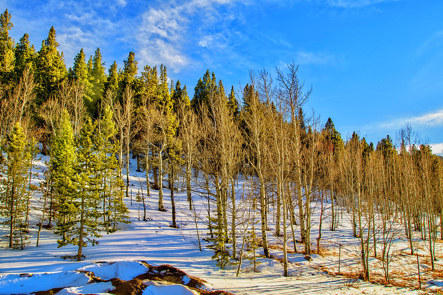 Aspen Trees In Winter Photograph by Lorraine Baum - Fine Art America