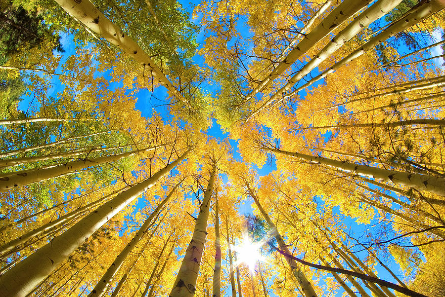 Rocky Mountains Photograph - Aspen Trees Looking Up by John Hoffman