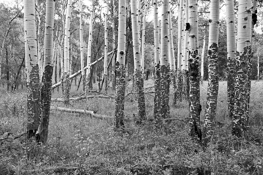 Tree Photograph - Aspen Trees Marked By Elk And Deer Colorado by James Steele