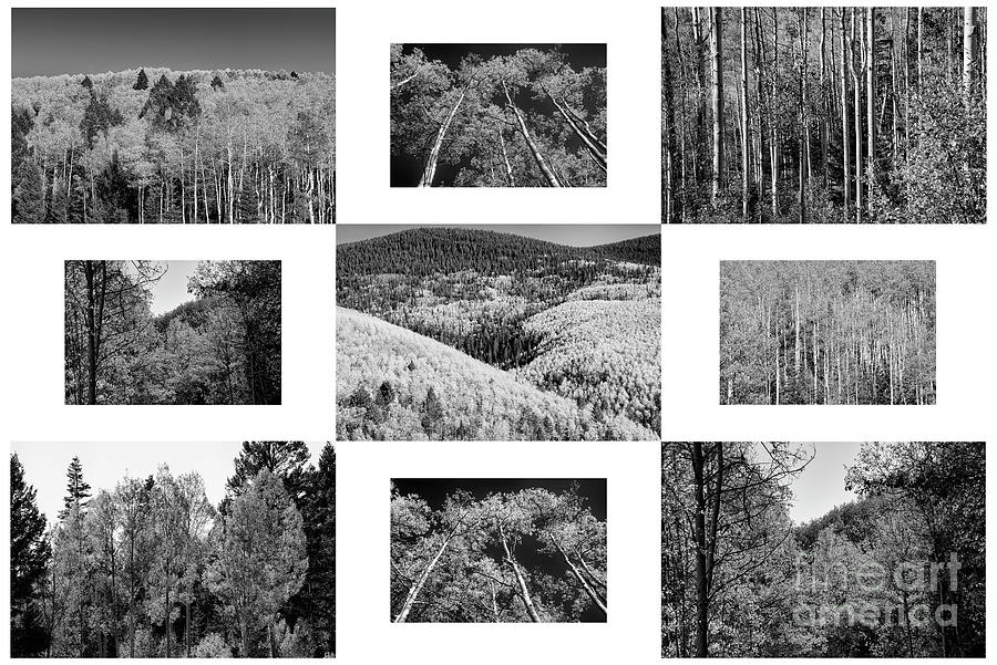 Aspen Trees on Aspen Vista Trail in Black and White 2 Photograph by Bob