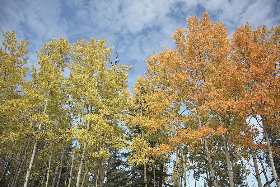 Aspen trees on fall day Photograph by Fancy/Veer/Corbis