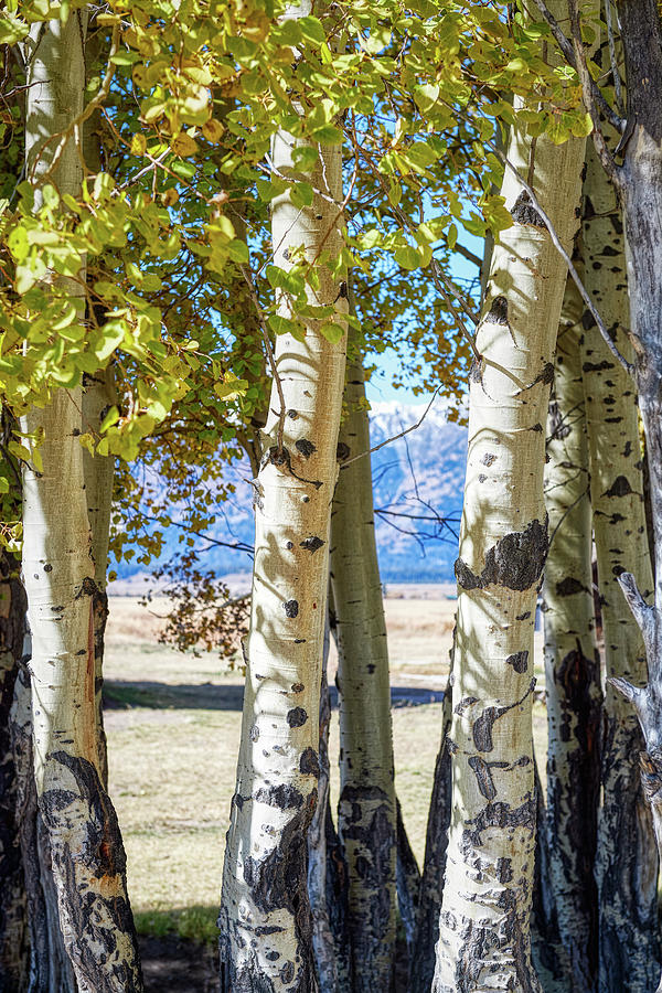 Aspen trees Photograph by Paul Freidlund