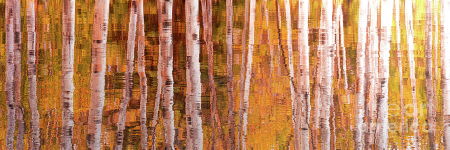 Aspen trees reflections in autumn Photograph by Delphimages Photo Creations
