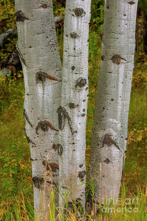 Aspen Trees Photograph by Sandra Bronstein