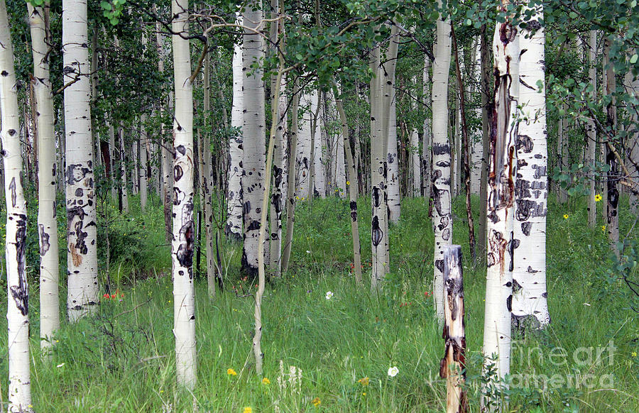 Aspen Trees Photograph by Shirley Dutchkowski