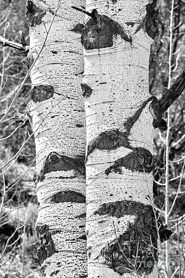 Aspen Trees Utah, Aspen Grove, Tree Wall Art, David Millenheft P Photograph by David Millenheft
