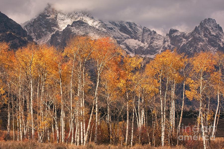 Aspen Trees With Autumn Colours, Grand Teton National Park, Wyoming USA Photograph by Philip Preston