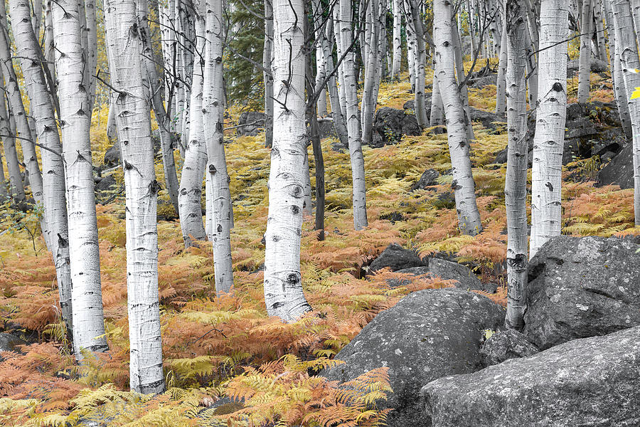 Aspen Trunks and Golden Ferns - RMNP Colorado Photograph by Photos by Thom