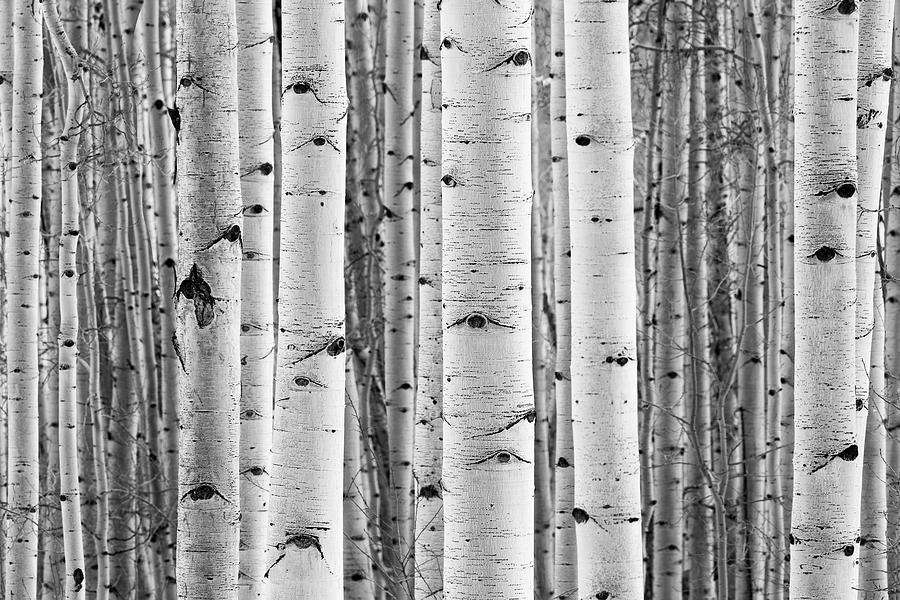 Aspen Trunks In Black and White Photograph by Denise Bush