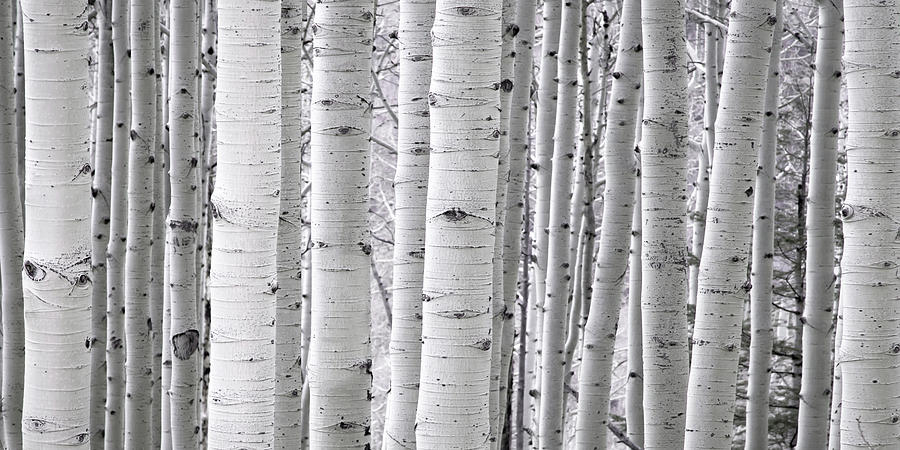 Aspen Wide Photograph by Ryan Smith