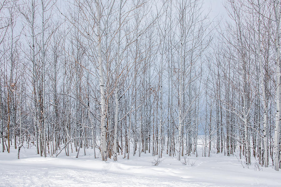 Aspen Winter, Grand Tetons Photograph by Marcy Wielfaert
