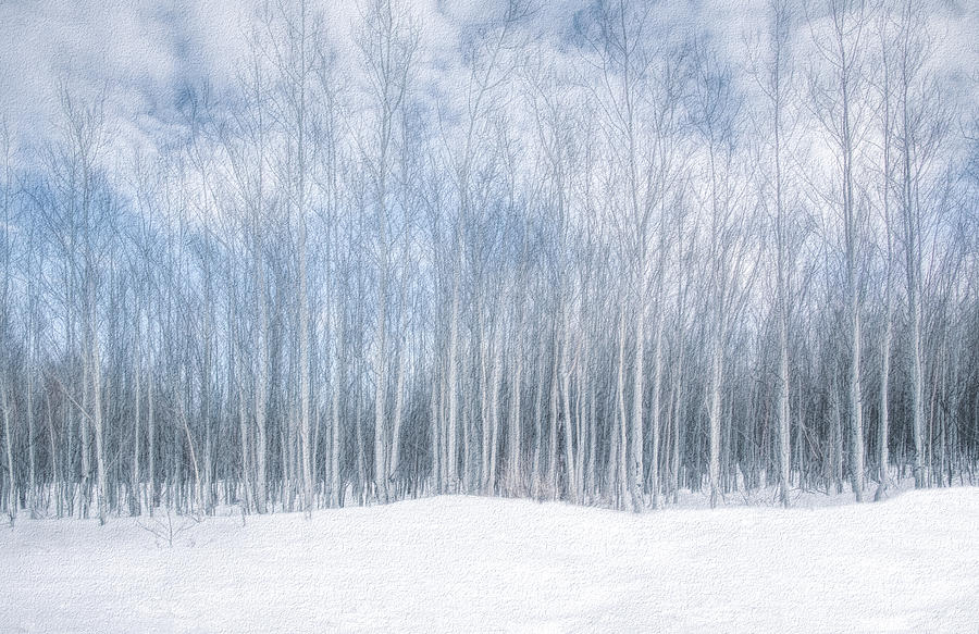 Aspen Winter, Painterly Photograph by Marcy Wielfaert
