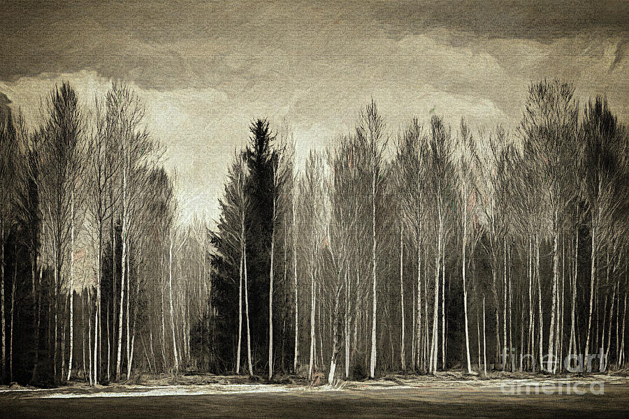 Aspen Wood Digital Art by Edmund Nagele FRPS