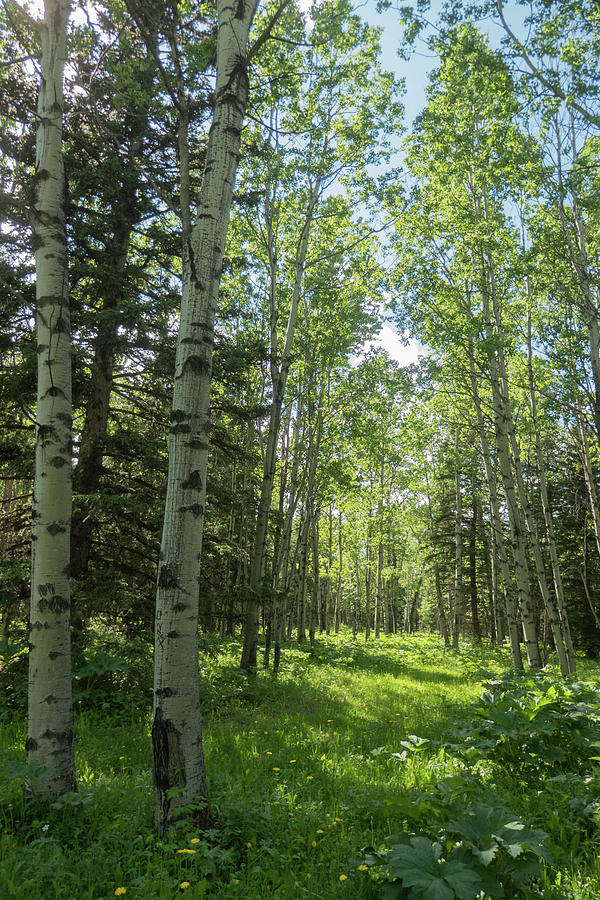 Spring Photograph - Aspen Woods In The Morning by Phil And Karen Rispin