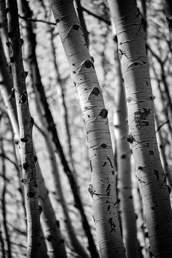 Fall Photograph - Aspenglow II Black and White by Rick Berk