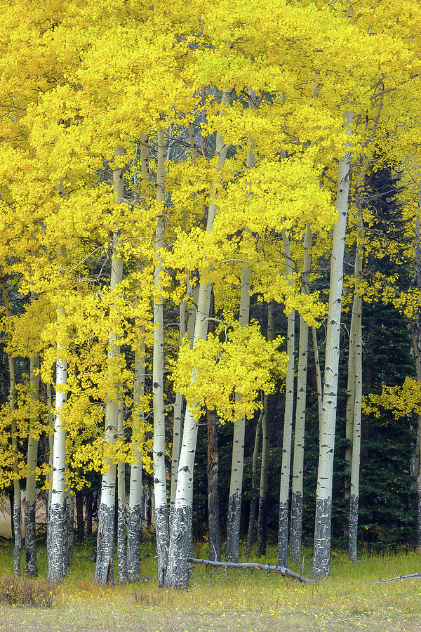 Aspens - 5619-2 Photograph by Jerry Owens