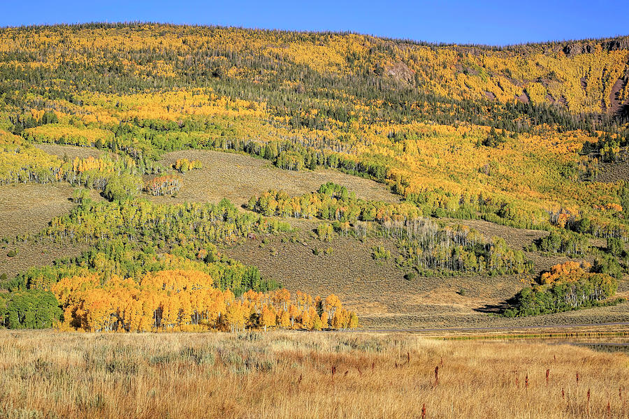 Aspens Abound Photograph by Donna Kennedy
