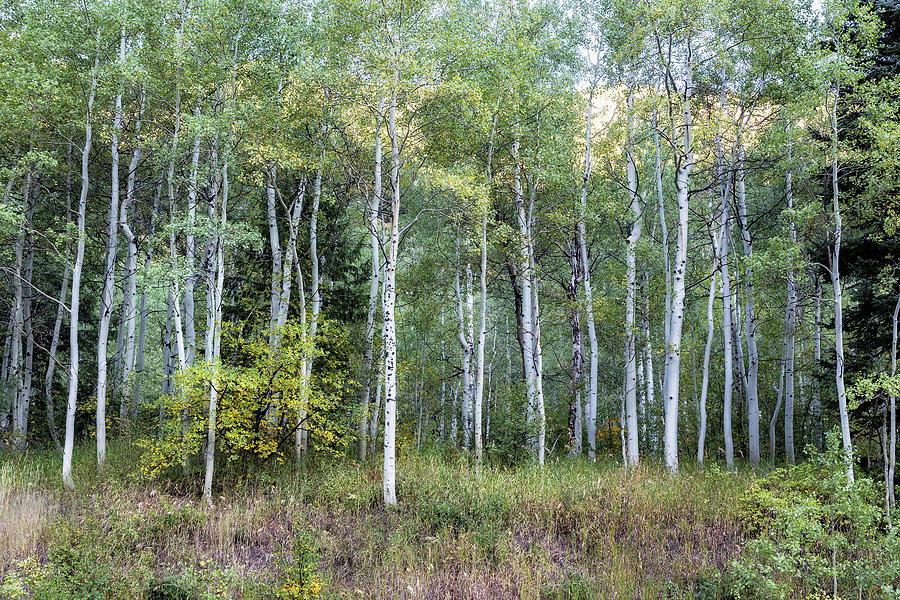 Aspens Along the Road to Maroon Bells, No. 1 Photograph by Belinda Greb