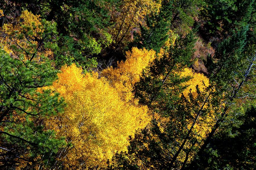 Aspens Among The Pines Photograph by Jerry Sodorff