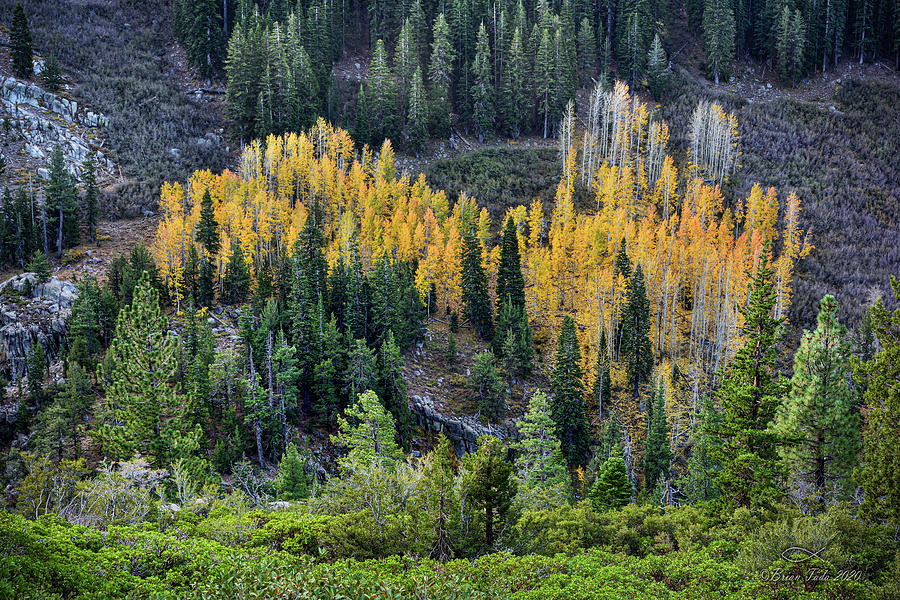 Aspens and Conifers in the High Sierras Photograph by Brian Tada