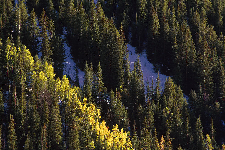 Aspens and evergreens in autumn Photograph by Comstock