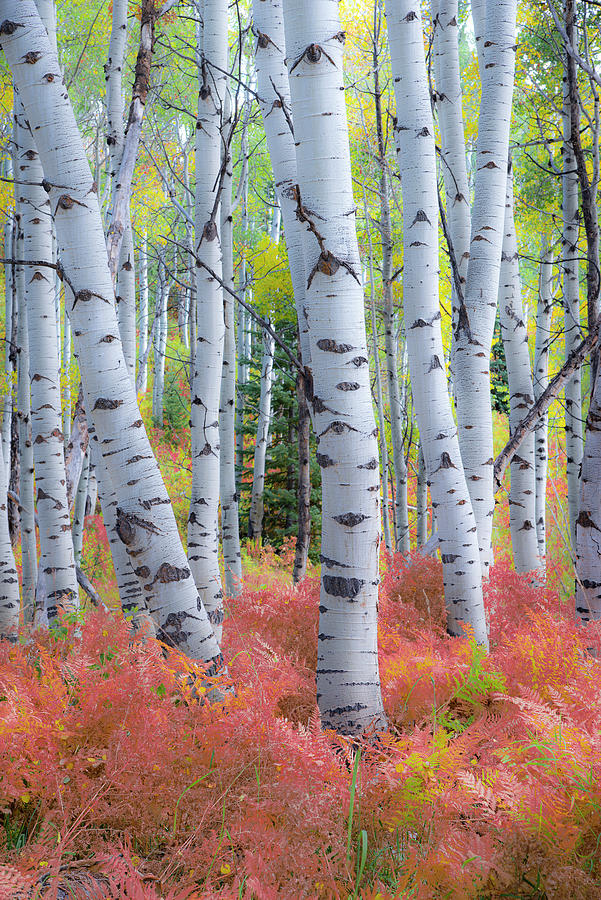 Aspens and Ferns Photograph by Gary Lengyel