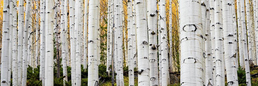 Aspens and Gold - 3 to 1 Photograph by Stephen Holst