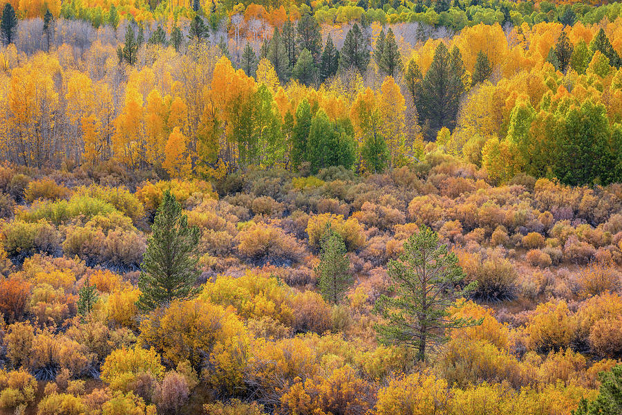 Aspens and Pines in Fall Photograph by Alexander Kunz