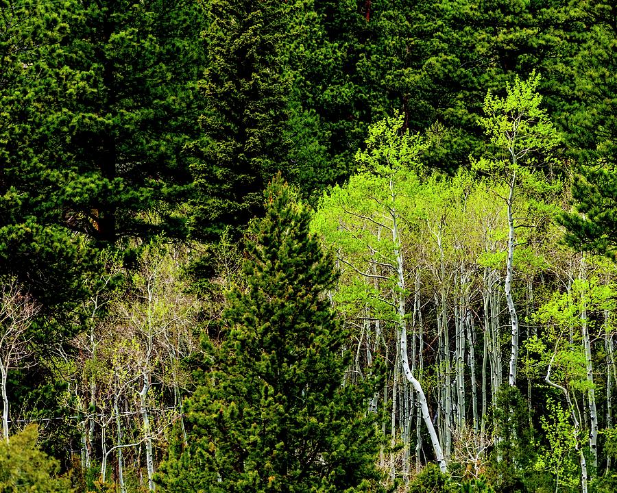 Aspens and Pines Photograph by Jerry Sodorff