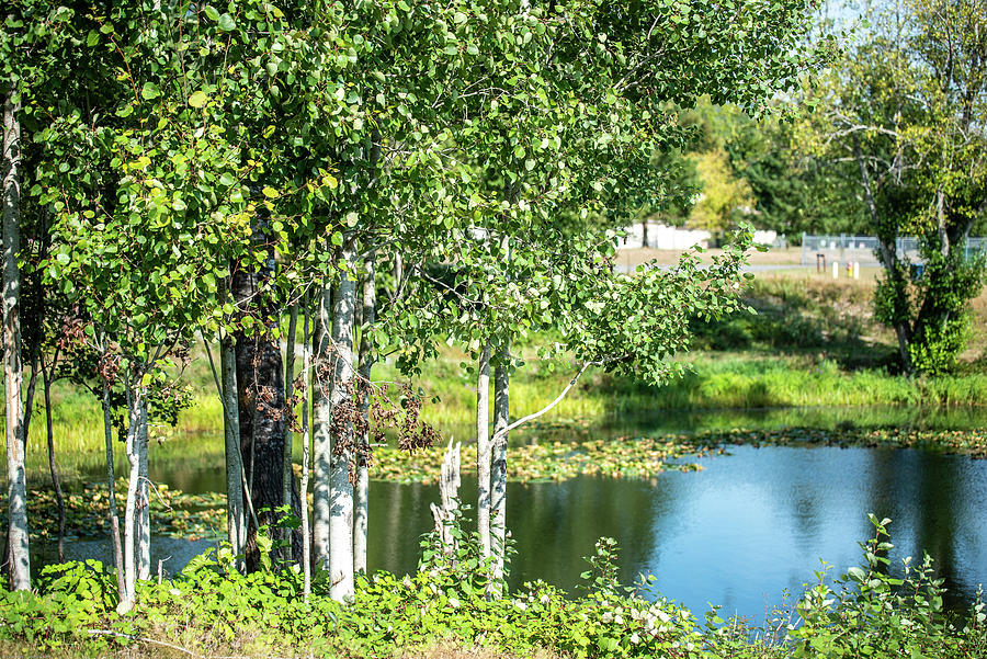 Aspens and Pond at NSH Photograph by Tom Cochran