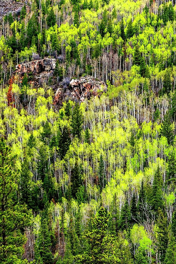 Aspens and Rock Outcropping Photograph by Jerry Sodorff