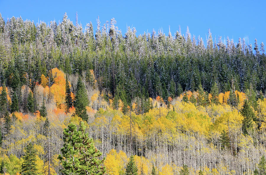 Aspens and Snowy Trees, Mirror Lake Scenic Byway Photograph by Dawn Richards
