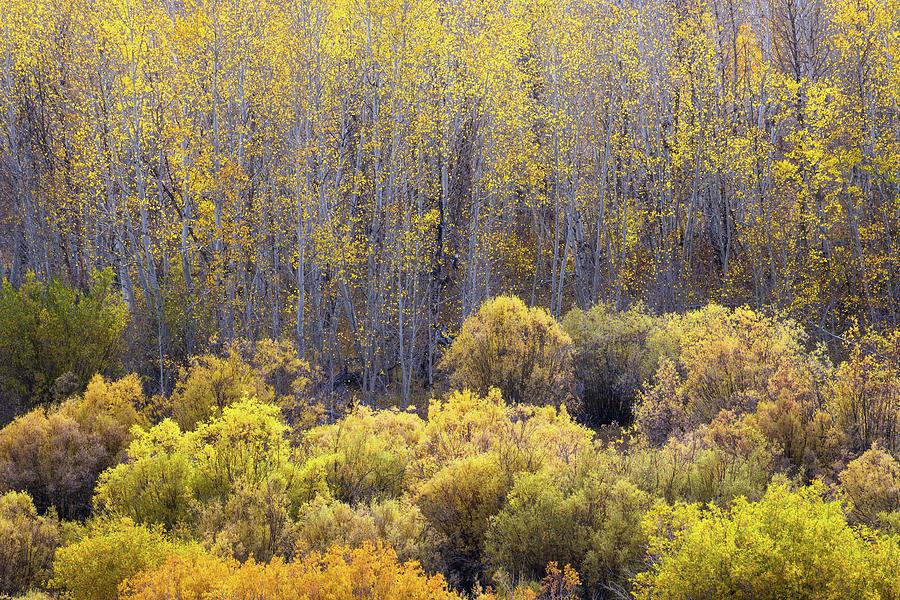 Aspens and Willows in Fall Photograph by Alexander Kunz