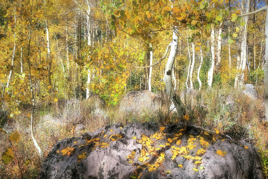 Tree Photograph - Aspens Dressed for Fall by Donna Kennedy