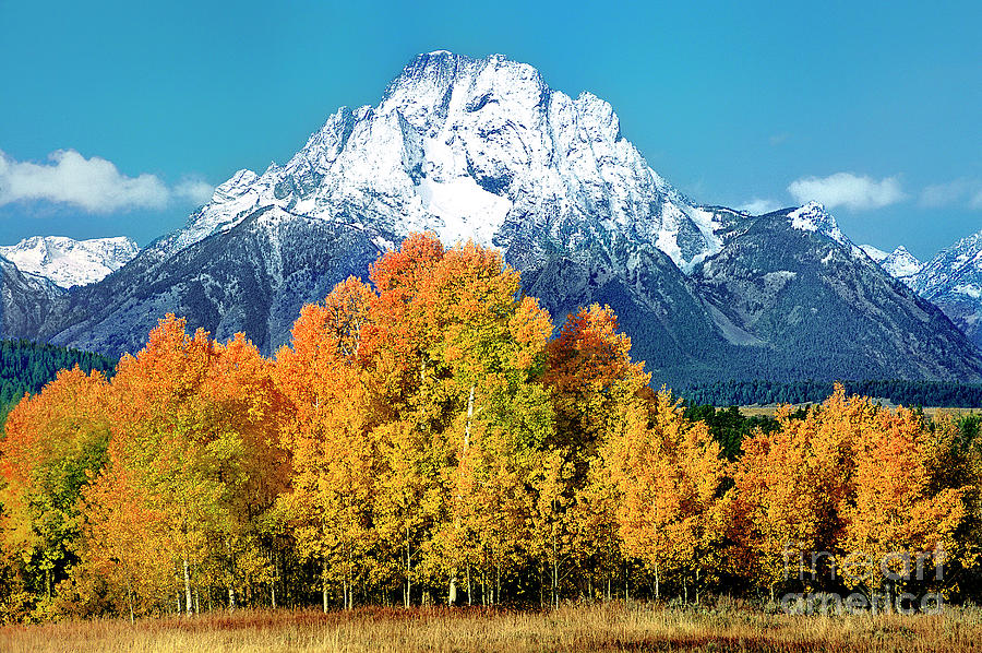 Aspens Fall Mount Moran Grand Tetons National Park Wyoming Photograph by Dave Welling