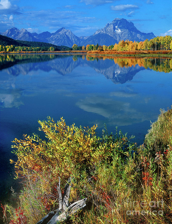 Aspens Fall Oxbow Bend Grand Tetons National Park Photograph by Dave Welling