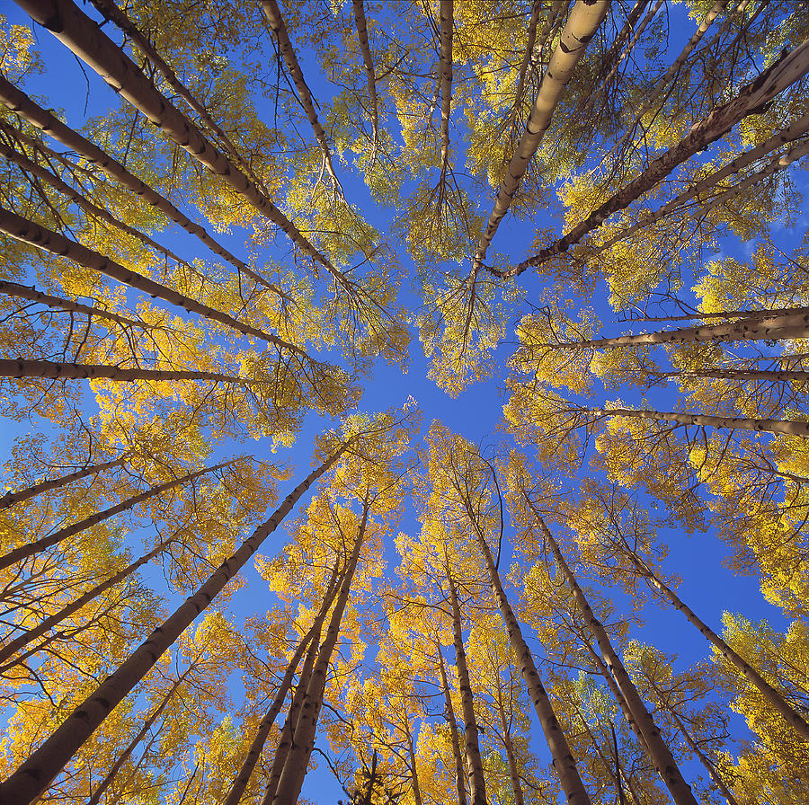 Fall Photograph - Aspens by Greg Hadel