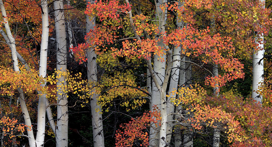 Aspens Idaho Autumn 60 Photograph by Leland D Howard