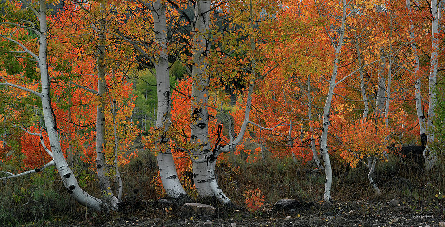 Aspens Idaho Autumn 61 Photograph by Leland D Howard