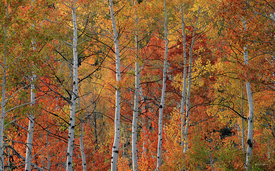 Aspens Idaho Autumn 62 Photograph by Leland D Howard