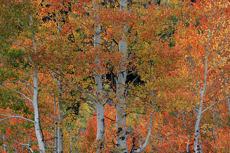 Aspens Idaho Autumn 63 Photograph by Leland D Howard
