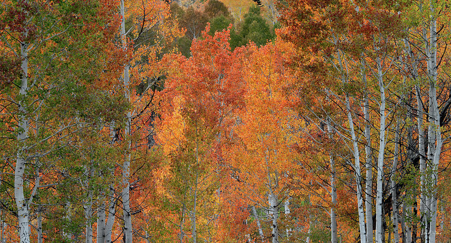 Aspens Idaho Autumn 65 Photograph by Leland D Howard