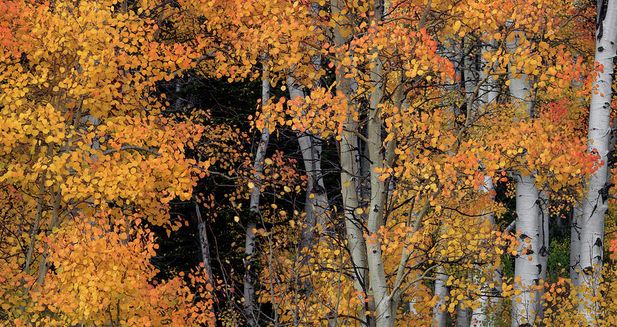 Aspens Idaho Autumn 68 Photograph by Leland D Howard