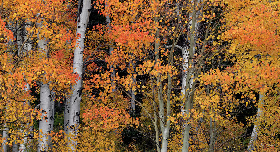 Aspens Idaho Autumn 69 Photograph by Leland D Howard