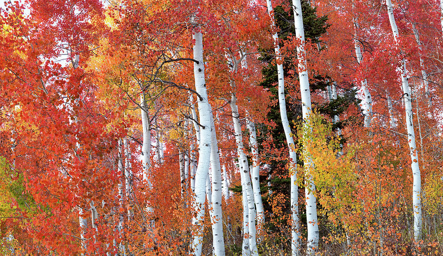 Aspens Idaho Autumn 70 Photograph by Leland D Howard