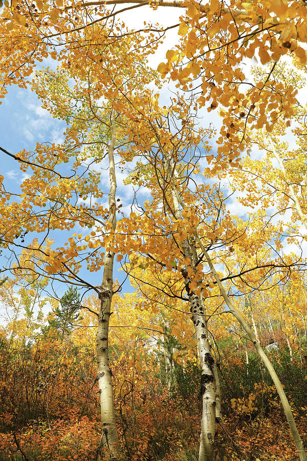 Aspens In Autumn Photograph by Dan Sproul