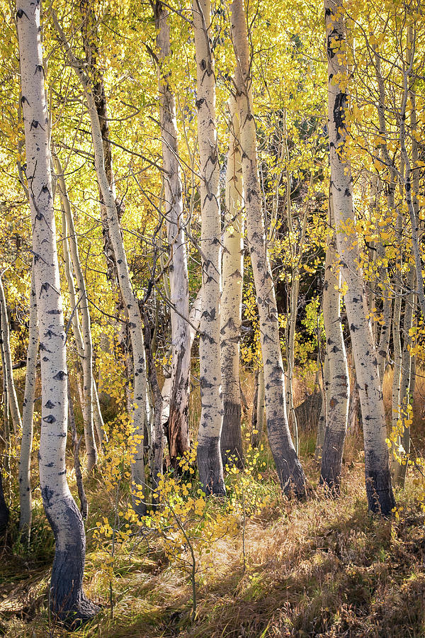 Aspens In Autumn Photograph by Gary Geddes